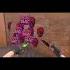 Звук о дигла Standoff2 стандофф2 Voron