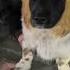 Black Dog In A Corgi Coat Face Mask Forgotten