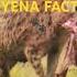 JAW DROPPING HYENA FACTS