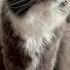 Теперь ты мой Cat цитаты веселыекоты кот