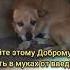 в поисках дома