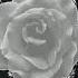 White Rose Deep House X Pop Beat 2021 Slap House Type Beat X Max Barskih Type Beat