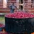 Preserving Flavor Making Delicious Dogwood Paste