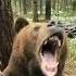 Bear Screaming Meme