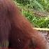 We Love Orangutans Babysitter Coordinator Sri Rahayu