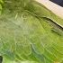 Parrot Shows Up At This Couple S House At Just The Right Time The Dodo