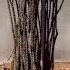 How To Plant A Bare Root Ocotillo