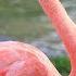 Flamingos Fun Flamingo Facts For Kids