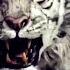 White Tiger Vs Monkey King Fight Scene HD