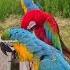 Ein Ausflug Mit 4 Aras Shorts Papagei Papageien Parrot Happy