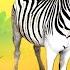 He S A Zebra Sing Along StoryBots