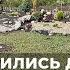 На дачі з явились дві стрункі плакучі красуні