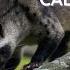 Civet Calling Sound