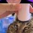 Funny Cats