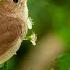 Soothing Music For Nerves Healing Music For The Heart And Blood Vessels Relaxation Music For Soul