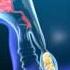 Animation Showing Swallowing And Digestion Of Food