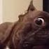 Dogs Cats Funny Pets Cute Animals котики собачки настроение