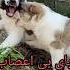 Alabai S Not Playing Around Alabai Dog Cao Short Animals Lion Tiger Pitbull