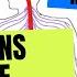2 Minute Neuroscience Divisions Of The Nervous System