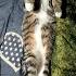 Shorts Фронтовые коты