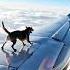 DOG FLYING ON PLANE Flyingdog