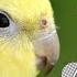 Happy Cockatiel Bird Singing In Nature