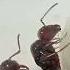 CAMPONOTUS LATERALIS муравьи красота колония муравьинаяферма семья милота Colony земля