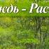 Летний Дождь Шум Дождя Раскаты Грома 2 ЧАСА Настоящие Звуки Природы