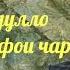 Толиби Абдулло Зиндагӣ бевафои чаро бо аккордеон обунашавед подписывайтесь