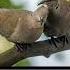 Dove Bird Call Sound Popular Animal Sound Nocopyright Copyright Free Animal Sounds