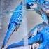 GIANT BLUE LOBSTER For My AQUARIUM Ultimate Crayfish Tank