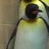 King Penguins Leaving Exhibit Cincinnati Zoo