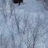 Лоси в зимнем лесу Интересные факты о Лосях Moose In The Winter Forest