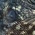 Iguana Vs Snakes 4K UHD Planet Earth II BBC Earth