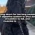 Why Are Horses Euthanized After A Broken Leg