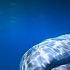 Звуки моря шум волн Голоса дельфинов Дао моря Лучшая Музыка Души для отдыха ॐ