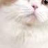 Persian Cat Videos Cat Sound Cat Voice Cat Cartoon Cat Song Cat Meowing Shorts Gadgets