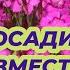 ПОСАДИТЕ ЭТОТ НЕПРИХОТЛИВЫЙ ЦВЕТОК вместо шиловидного флокса цветет все лето до осени в саду