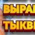 КАК ВЫРАСТИТЬ ТЫКВУ и собрать хороший урожай Сорт тыквы Розовая фея