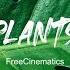 Free Plants No Copyright Videos With No Copyright Music Nature Videos FreeCinematics