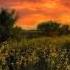 Mstislav Rostropovich Bach Three Chorale Preludes