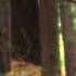 Тайна снежного человека Bigfoot The Definitive Guide
