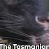 Tasmanian Devil Nature S Fierce Marvel Reels Facts Wildlifehabitat Animals Wildanimals Wildlife