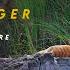 The Story Of The Golden Tiger Mayuresh Hendre Way To The Wild