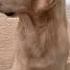 Neutering Countdown Neuter Dog Goldenretriever Funnydogs Parody