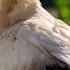 Egyptian Vulture Birds Animalsounds Nature