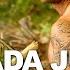 Survivorman Grenada Jungle Les Stroud