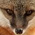 Biblical Meaning Of FOX In Dream Spiritual Meaning Of Foxes