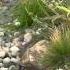 Swale Rain Garden How To