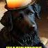 The Black Dog Of Dartmoor A Haunting Legend